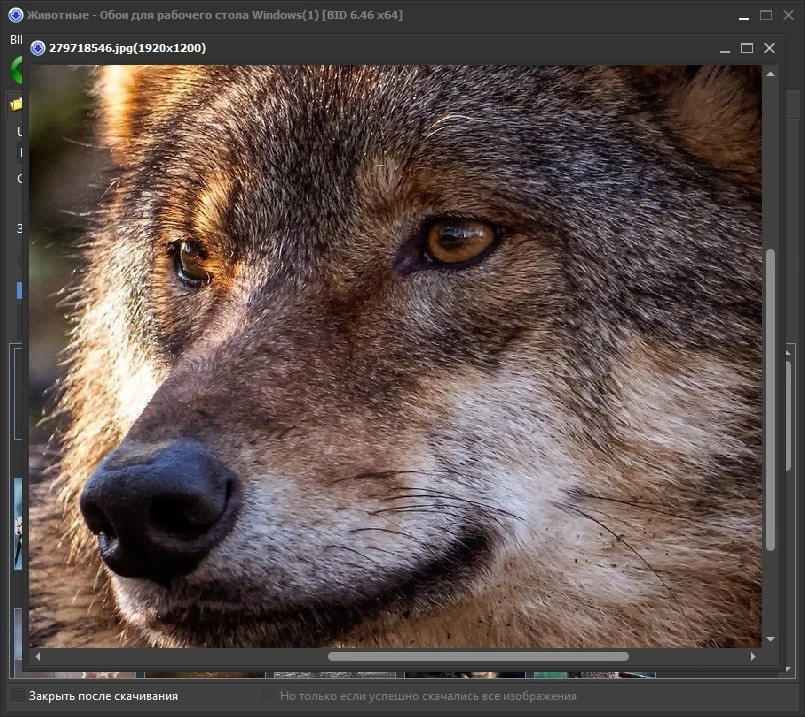 Bulk Image Downloader 6.46.0.0 Полная + Портативная версии by Dodakaedr — изображение 3